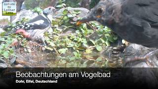 Beobachtungen am Vogelbad. Dohr, Eifel, Deutschland