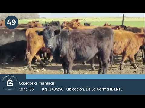 Lote Hembras - De la Garma Bs As