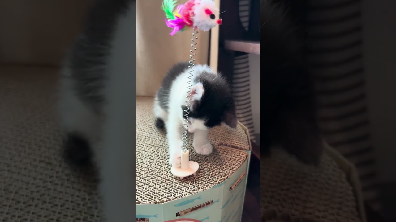 Enlarge Murph, a Adoptable Domestic Short Hair in Nowata, OK video 6/6