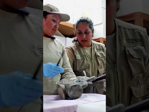 ¡Chachapoyas nos espera para el XIII Congreso Nacional de Arqueología!