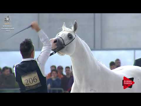 N.206 PHAVEZ BY IMPERIA - Verona 2017 - 7-9 Years Old Stallions (Class 11)