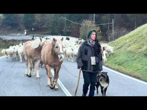 3 Lupi attorno al recinto (Scappiamo)