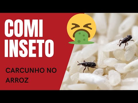 Caruncho no arroz faz mal? Como surge, como evitar caruncho, caruncho no armrio