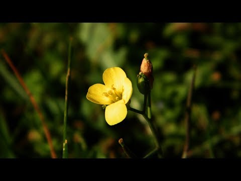 Gdje je onaj cvijetak žuti, instrumental