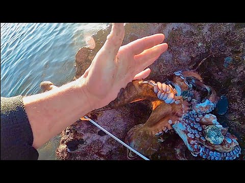 AMAZING FORAGING DAY ! OCTOPUS & BIG LOBSTERS IN THE SHALLOW POOLS ! Catch & Cook