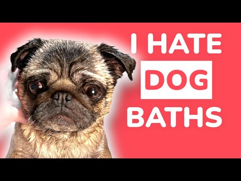 Spider Pug's HILARIOUS Reaction To BATH TIME | Pangpang The Pug