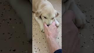 Video preview image #1 Labrenees Puppy For Sale in York, SC, USA