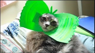 Re-enacting Jurassic Park with my cat