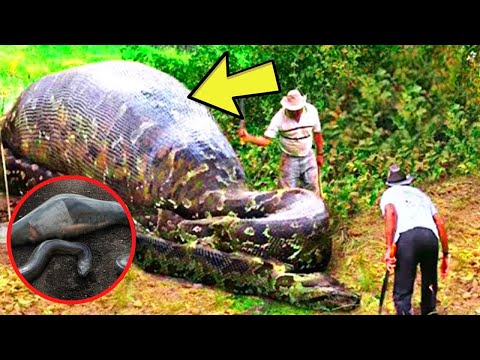 Workers Spot Giant Snake, You Won’t Believe What They Found Inside!