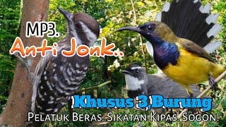 Download lagu SUARA PIKAT BURUNG PELATUK BERAS DAN SIKATAN KIPAS SOGON. PILIHAN.. mp3