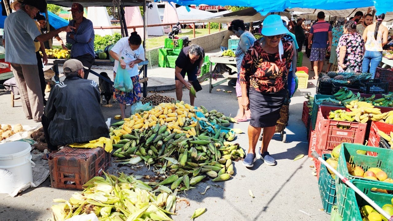 MILHO VERDE DE 0,50 COM FARTURA E CUSTO DE VIDA BAIXO SÓ NO NORDESTE!