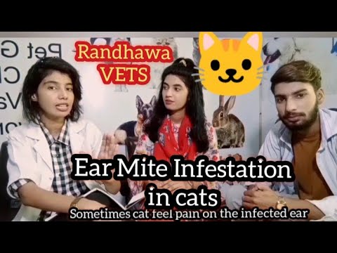 Ear Mite Infestation in cats