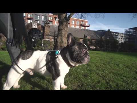 PoochPlay  | Pooch Play