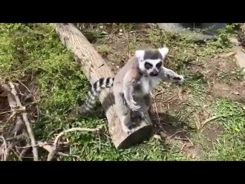 Zoo to You Virtual Safari: Ring-tailed and Mongoose Lemurs
