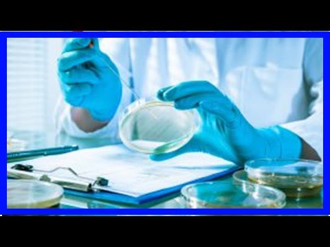 Hartnäckige Bakterien: Wie sich Staphylokokken in den Organismus einnisten