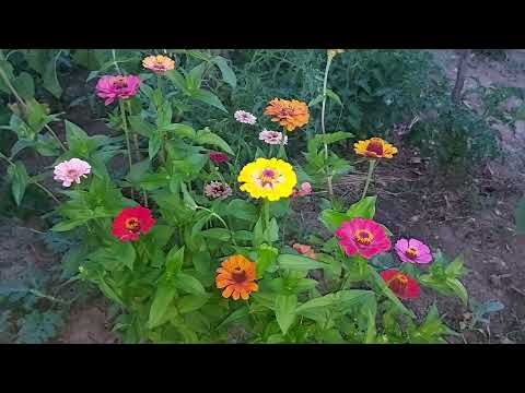 Zinnien selber ziehen