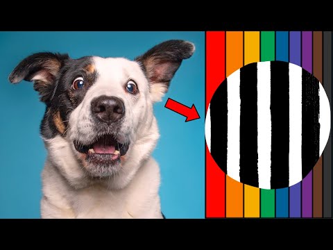 🌈👀 Wie sehen Hunde die Welt? Verstehe ihre Sichtweise