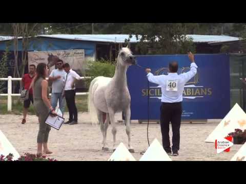 N.40 MIZAR DI LORIS - Festival FVG 2015 - Mares 7 years old and over (Class 8)