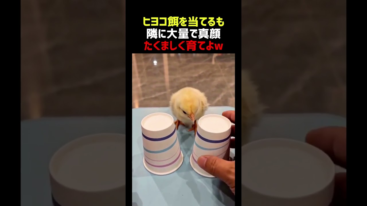 ヒヨコ 餌を当てるも隣に大量で真顔