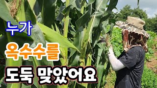 옥수수 도둑 잡고보니? 기가 막히네!