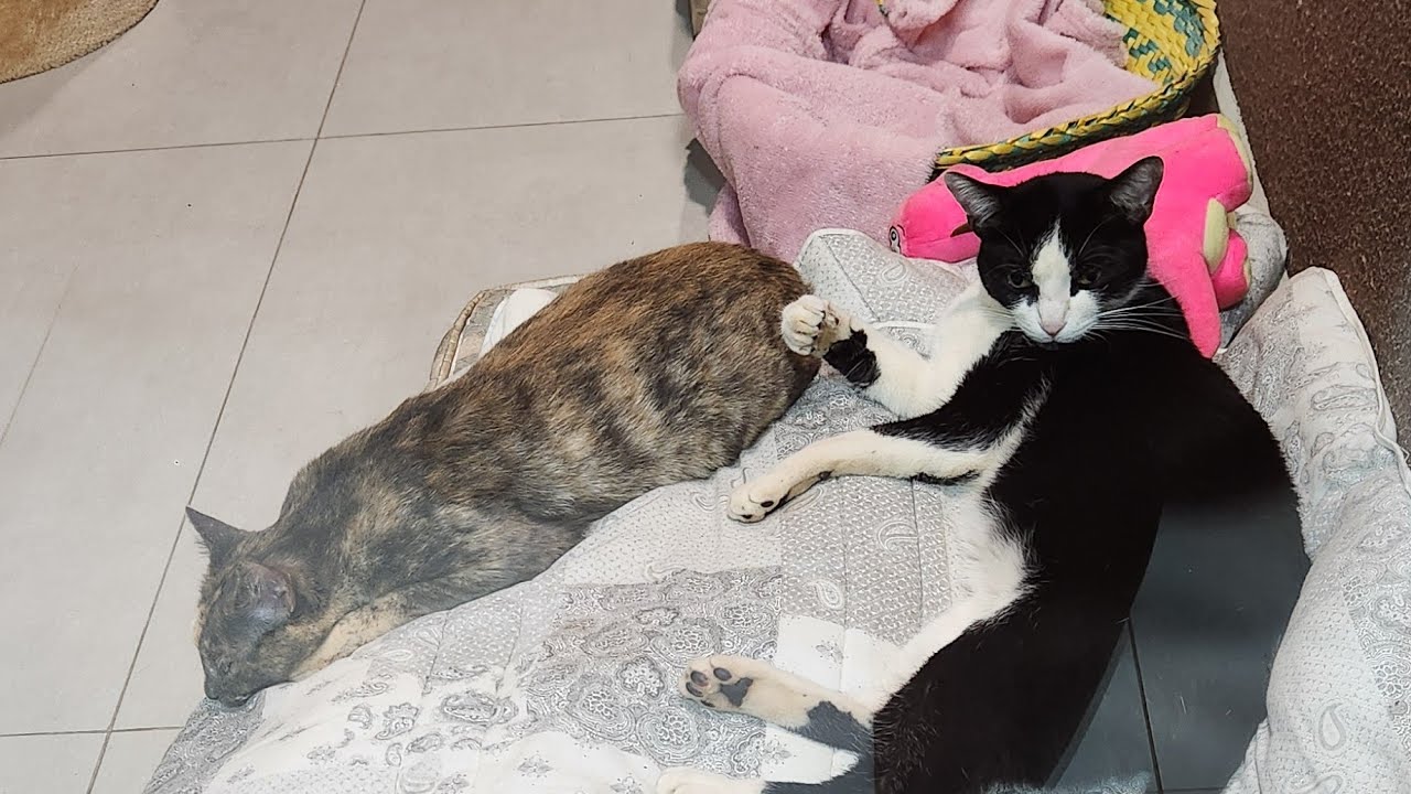 VACINAS DE GATOS Thalita Portugal Veterinária está ao vivo!