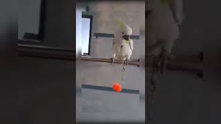 Download lagu burung pintar jago main lato lato mp3 Download lagu burung pintar jago main lato lato mp3