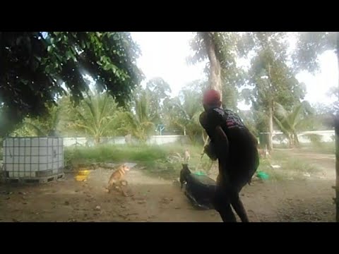 Prank Anjing Pakek Bakul-Auto Ngkak😁😁😁🤣