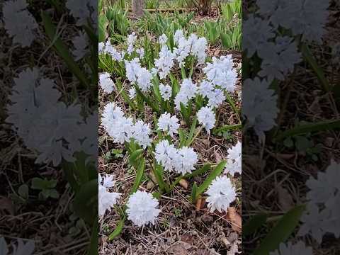 ベルゲニア 植物