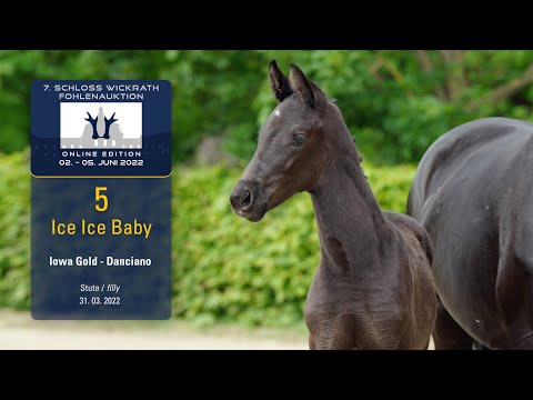 7. Schloss Wickrath Fohlenauktion Lot 05 Ice Ice Baby Stute v. Iowa Gold - Danciano