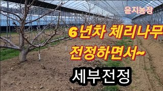6년차 체리나무 세부전정