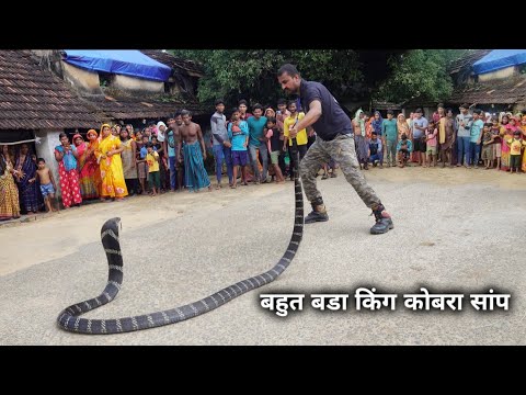 विषैले सापों में दुनिया का सबसे खतरनाक और लंबा सांप, जिसे देख कर रुह कांप उठती हैं King cobra rescue