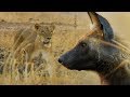 Wild Dogs Vs Lioness Who Will Win BBC Earth