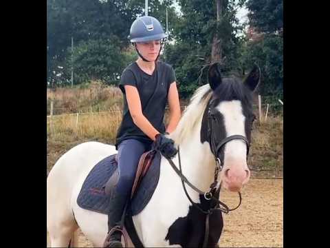 🌟 Lovely 4yo Cob 🌟 - Image 2