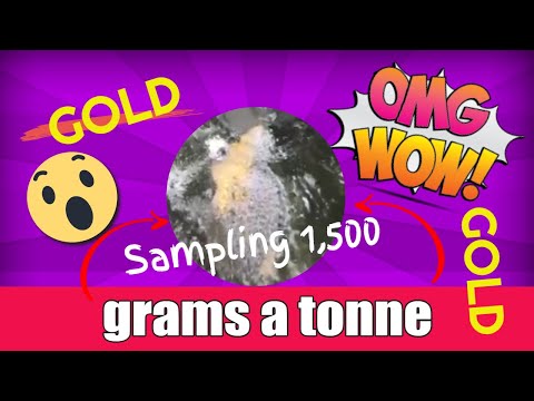 Sampling 1,500 grams a tonne of Gold ! Faina Gold in Brazil. Panning Gold.
