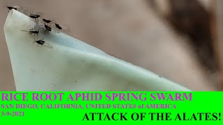 Rice Root Aphid Spring Swarm - Attack of the Alates!