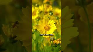 Download lagu காவிரியே கவிக்குயிலே கண்மணியே வா வா... WhatsApp Status Tamil #ilayaraja #spb #sjanaki #tamilstatus mp3 Download lagu காவிரியே கவிக்குயிலே கண்மணியே வா வா... WhatsApp Status Tamil #ilayaraja #spb #sjanaki #tamilstatus mp3