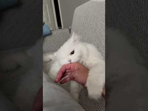 Sabah şekeri 😼 #cat #funny #cats #funnycats #shorts #viralvideo #viral #trending #meow #pets