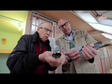 WHZB/TBOTB 2019 Winners - 1st Acepigeon Late Tour & Best Fancier: Lotte Eijerkamp (with Eng. subs)