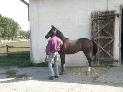 Esteban - 2yo bay colt Farqad - Emilija Viktorija