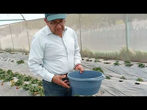 ¿Sabías que en el municipio de Cuaxomulco, hay personas dedicadas a la producción de fresa orgánica?