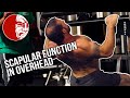 Scapular Function In Overhead