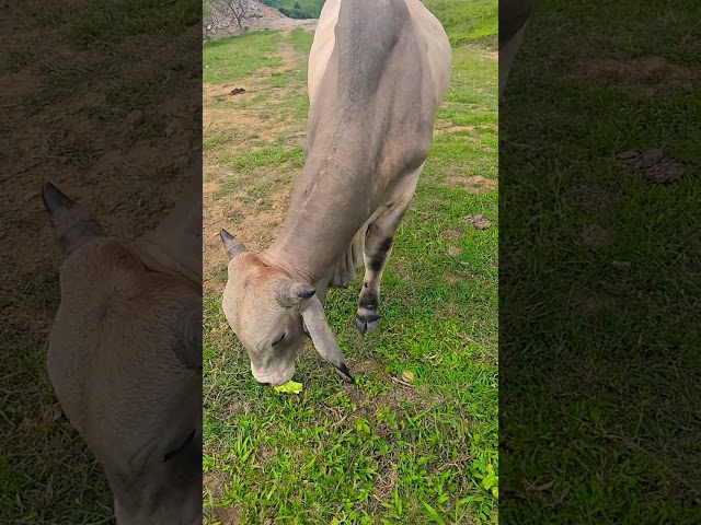 Vídeo relacionado con Funny f Vaca f Western Country hilarante sarcástico Meme Vacas Camiseta