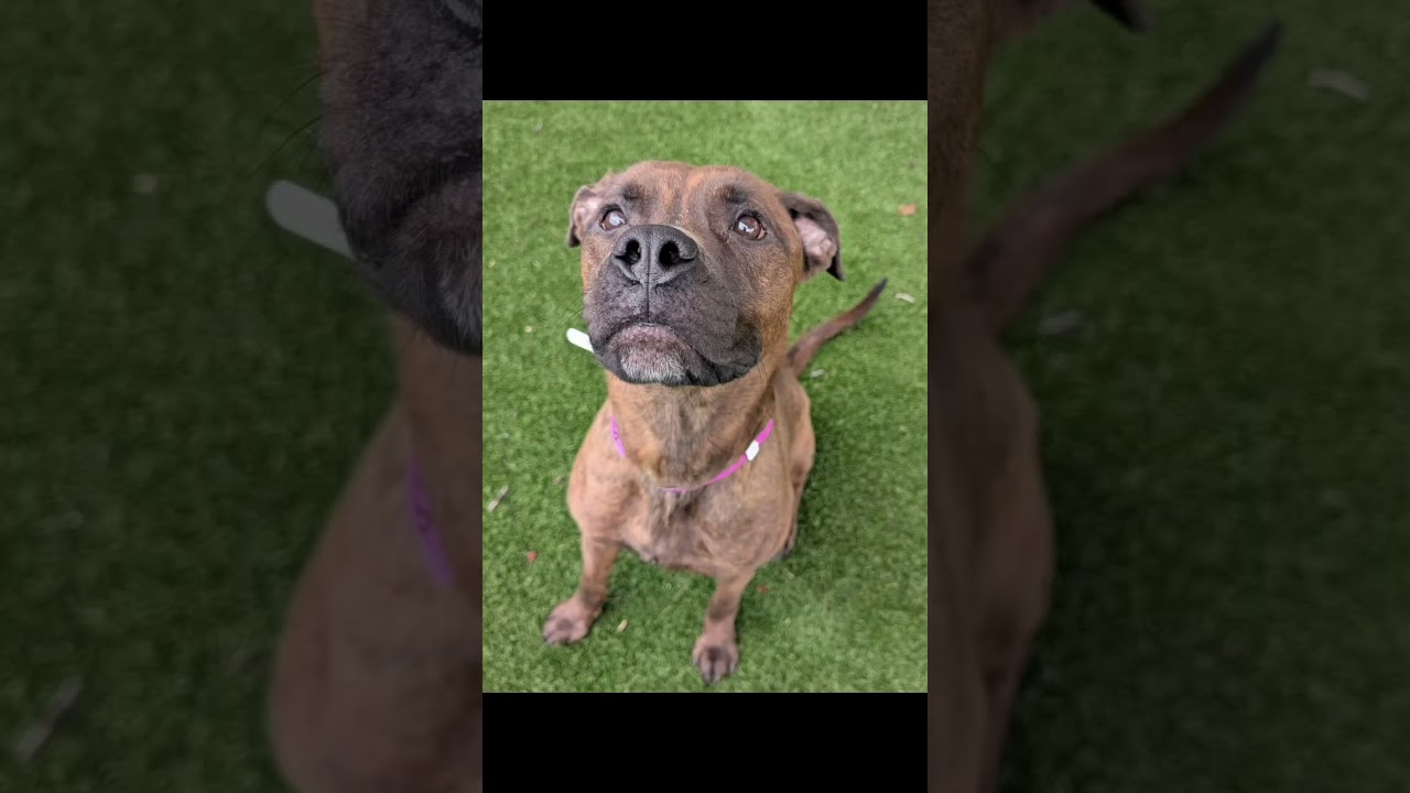 Enlarge Peaches, a Adoptable mixed breed in Detroit, MI video 6/6