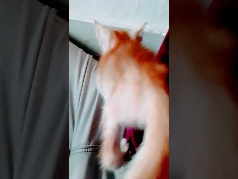 nazmul vt🤭🤭💕💕💕💕💕