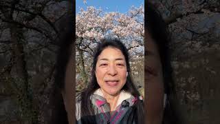【スイスでほぼ満開のソメイヨシノをバックに！】#食卓マナー #親子で学ぶ #親子教育 #家庭教育 #子どもの成長 #教養を育てる #礼儀作法 #国際感覚 #食育 #明日の夕食で実践 #ライブ配信