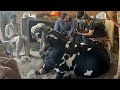 Winner Bakra World Heavy Weight Bakra Show 2025 Lahore Ll Bakra Mandi 2025 Ll Cow Mandi 2025 Bakra