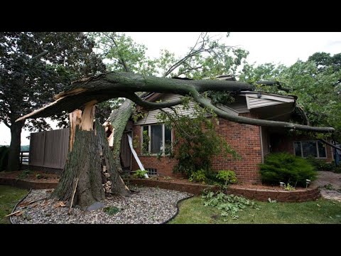 Dangerous Idiots Tree Felling Fails With Chainsaw - Tree Removal Fails, Tree Falling On Houses