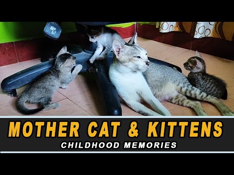 Mother Cat & Kittens Childhood Memories  | Stories With Krishika