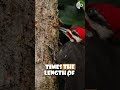 Woodpeckers Tongues Helps Them Survive 4 000 G Force Strikes