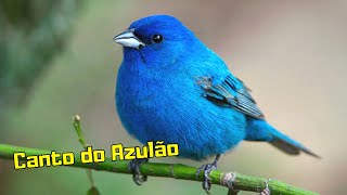CANTO DO PSSARO AZULO - Canto dos Passaros para Relaxar